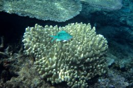Comoros-Archipelago;-Coral;-Coral-reef;-Diving;-Fish;-France;-Indian-Ocean;-Kaleidos;-Kaleidos-images;-La-parole-à-limage;-Laurent-Abad;-Marine-life;-Mayotte;-Sea;-Stories-Pictures